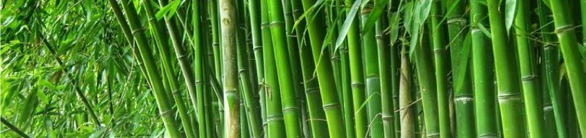 Naambordjes Bamboe